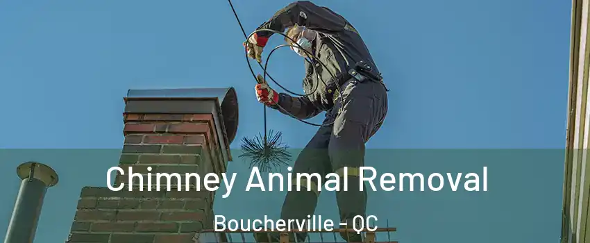 Chimney Animal Removal Boucherville - QC