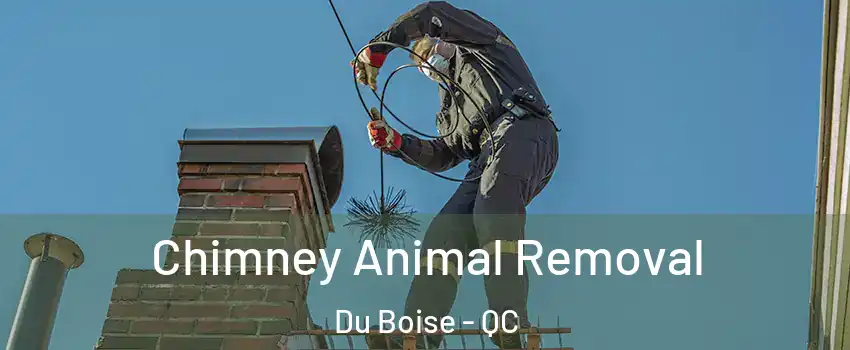 Chimney Animal Removal Du Boise - QC