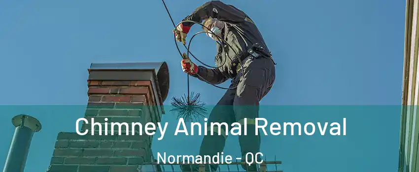 Chimney Animal Removal Normandie - QC