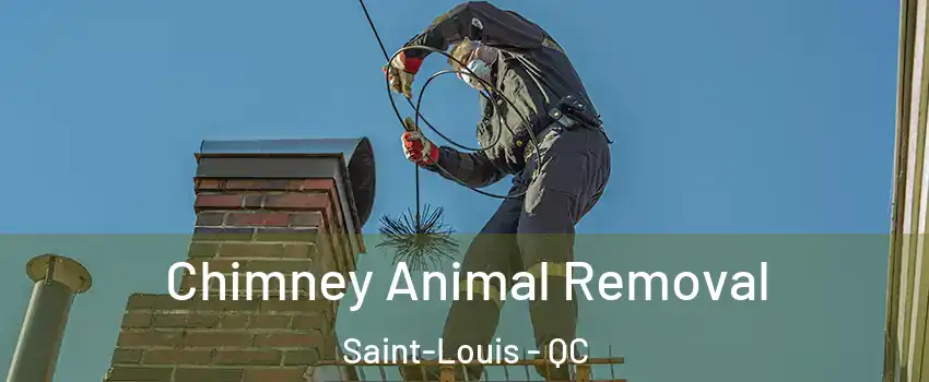 Chimney Animal Removal Saint-Louis - QC